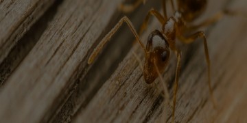 OCG Pest Control
