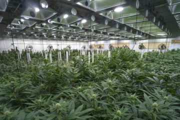 Semilla Cannabis & Weed Dispensary